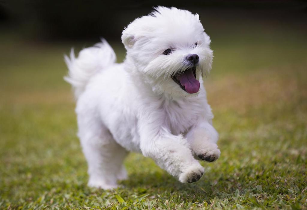 Anjing Maltese 1 Informasi Ras Anjing Maltese