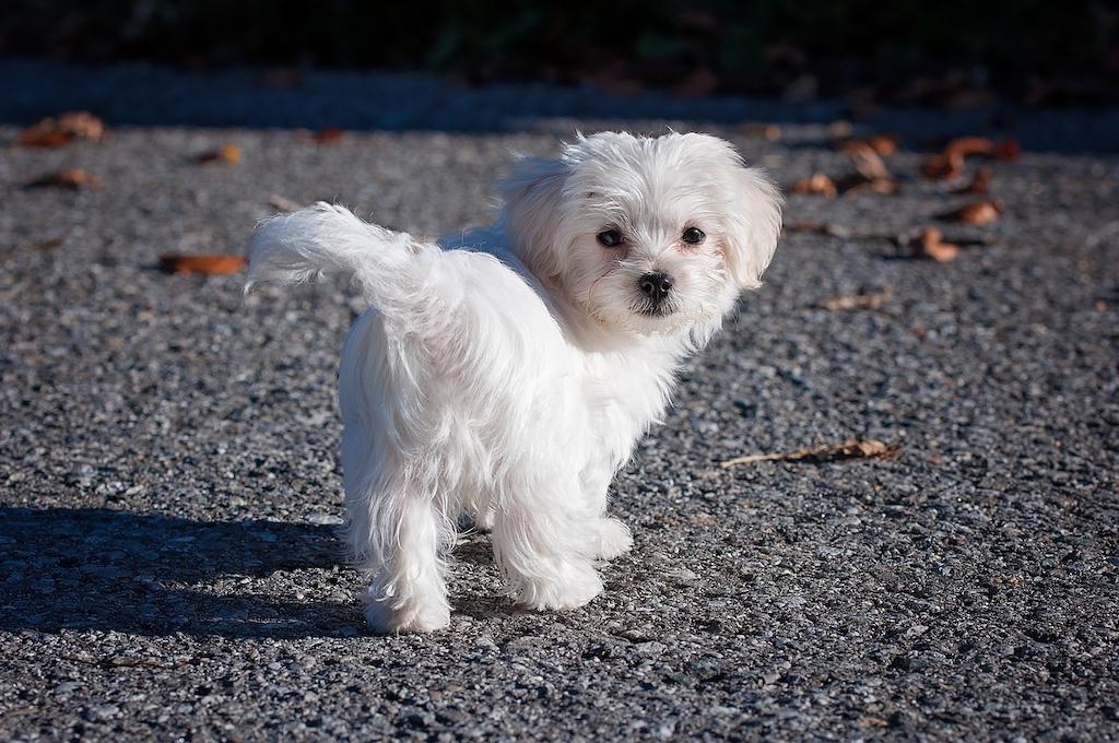 Anjing Maltese 4 Anjing Maltese