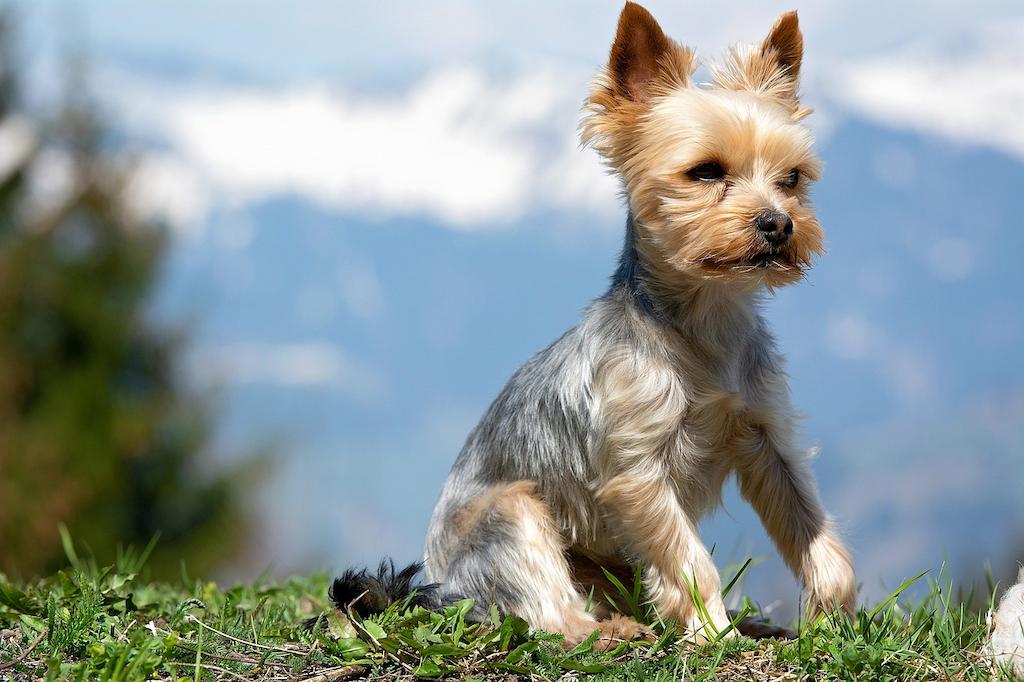 Anjing Yorkshire Terrier 4 Anjing Yorkshire