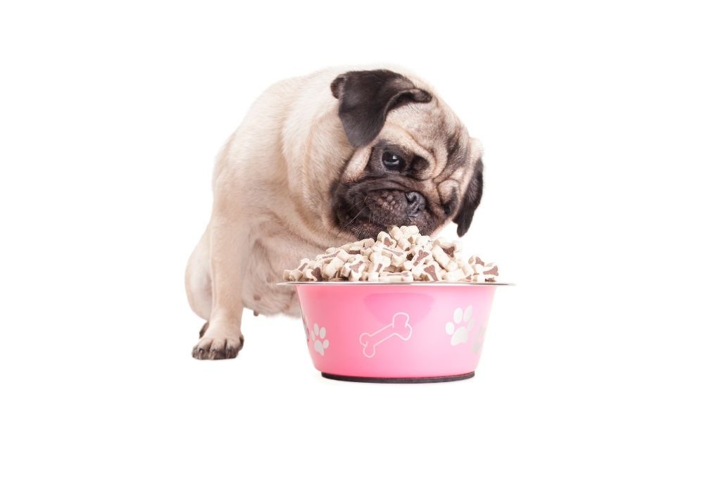 Anjing Pug 3 Makanan Anjing Pug