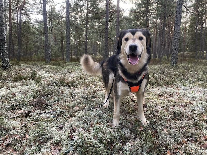 Anjing Golden Mix 19 Anjing Golden Mix