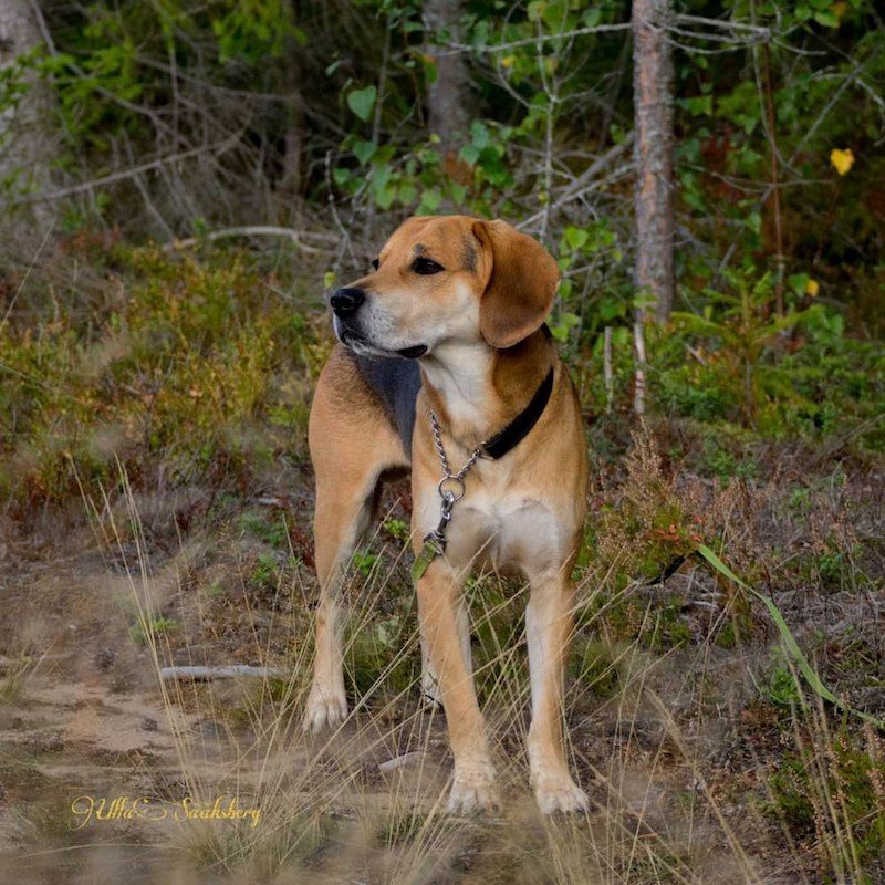 Anjing Golden Mix 8 Anjing Golden Mix