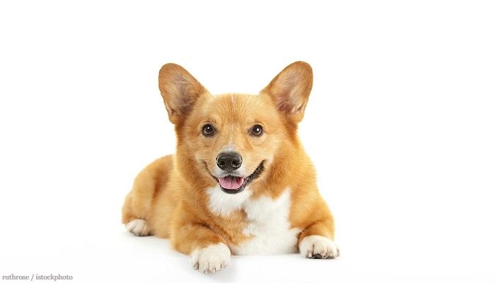 Anjing Corgi 1 Anjing Corgi
