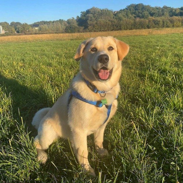 Anjing Golden Mix 11 Anjing Golden Mix