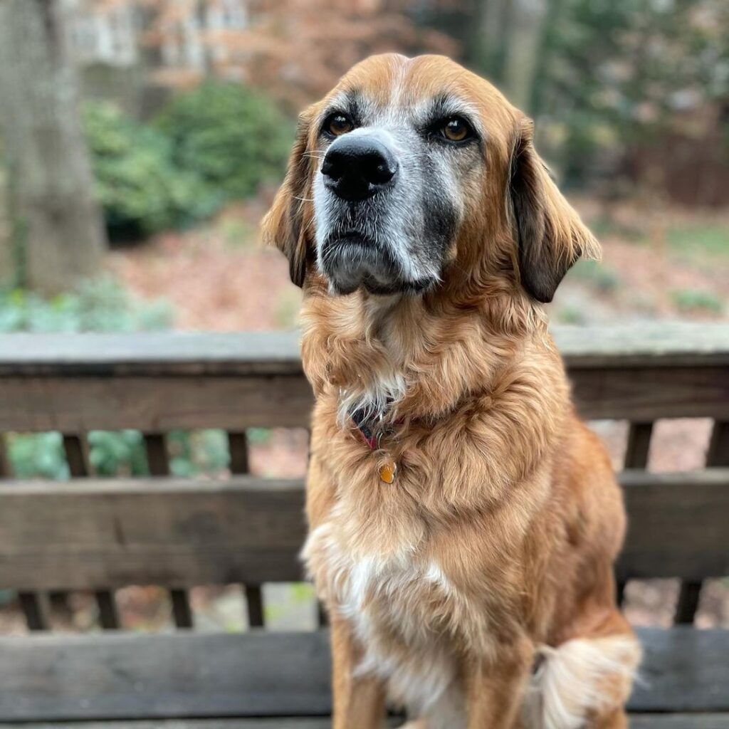 Anjing Golden Mix 16 Anjing Golden Mix