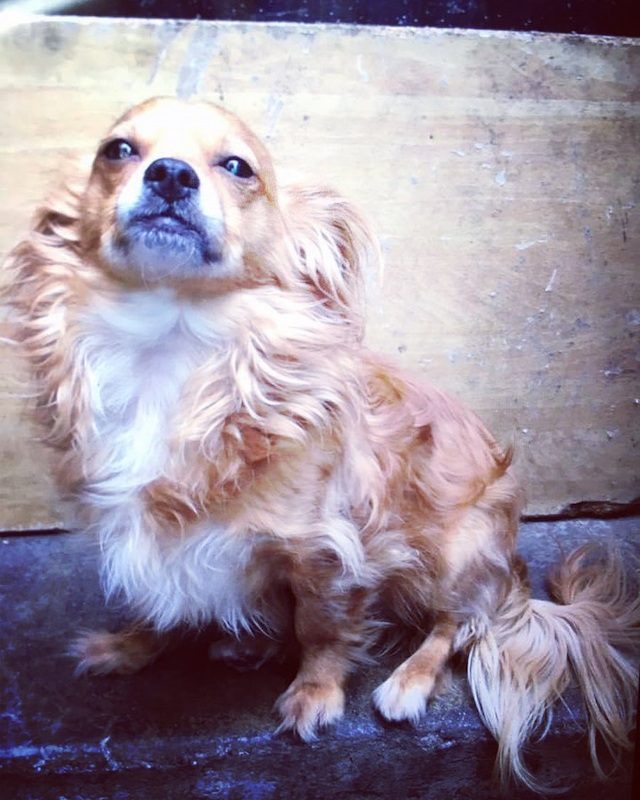 Anjing Golden Mix 12 Anjing Golden Mix