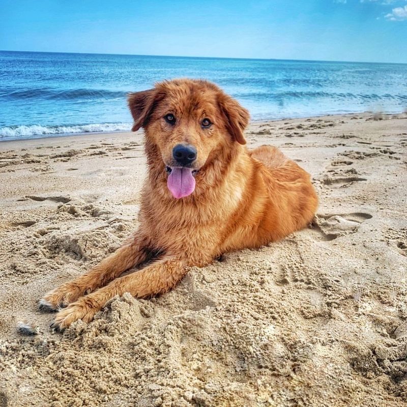 Anjing Golden Mix 18 Anjing Golden Mix