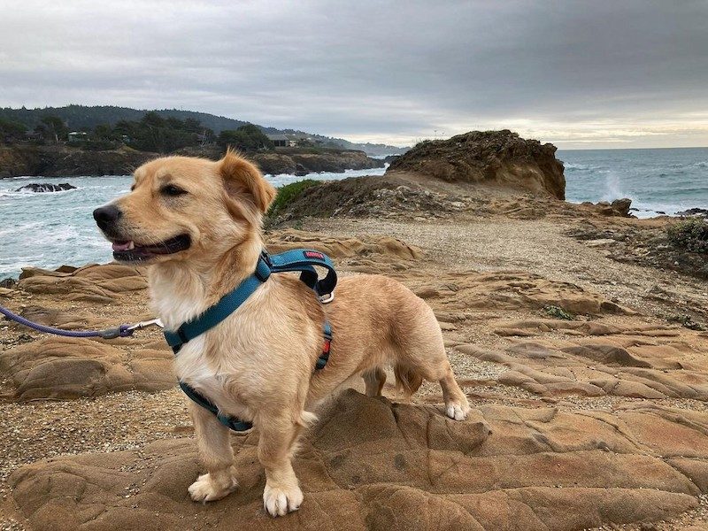 Anjing Golden Mix 10 Anjing Golden Mix