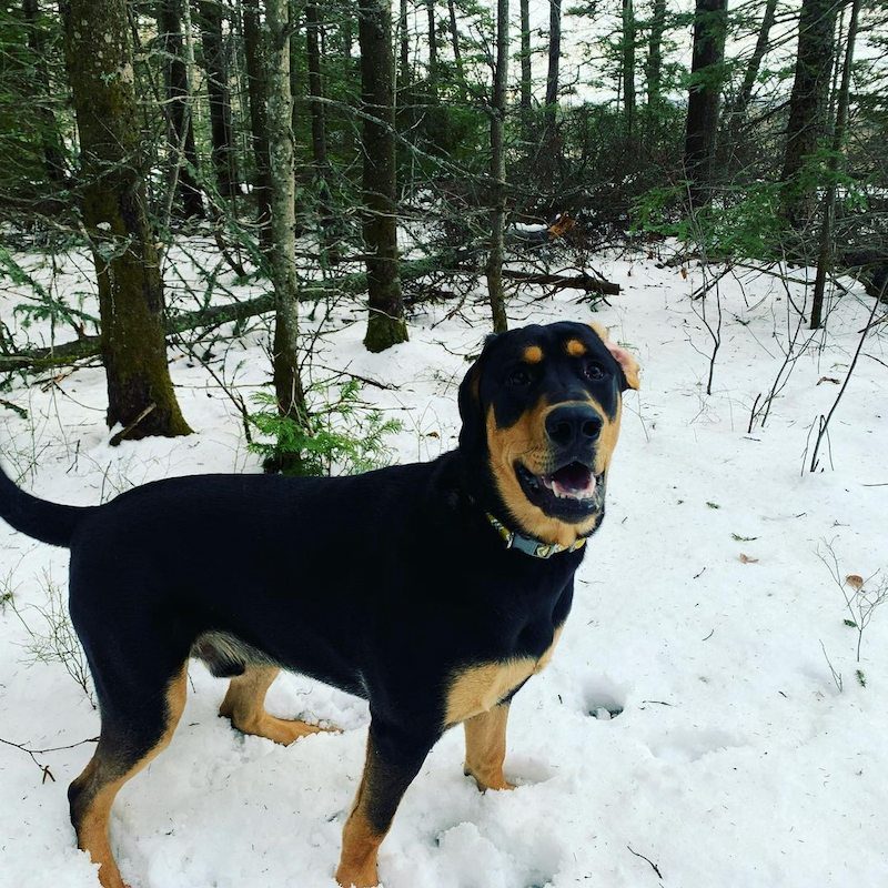 Anjing Golden Mix 14 Anjing Golden Mix