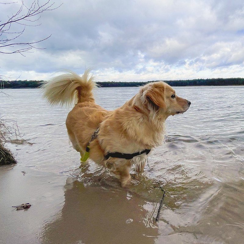 Anjing Golden Mix 9 Anjing Golden Mix