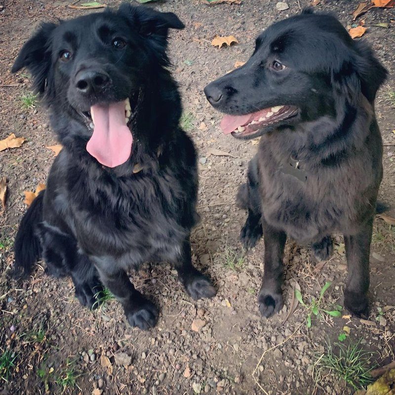 Anjing Golden Mix 20 Anjing Golden Mix