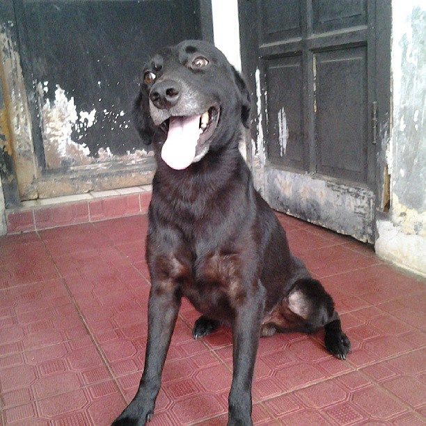 Anjing Golden Mix 2 Anjing Golden Mix Kampung