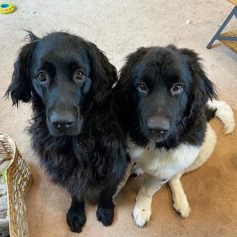 Anjing Golden Mix 21 Anjing Golden Mix