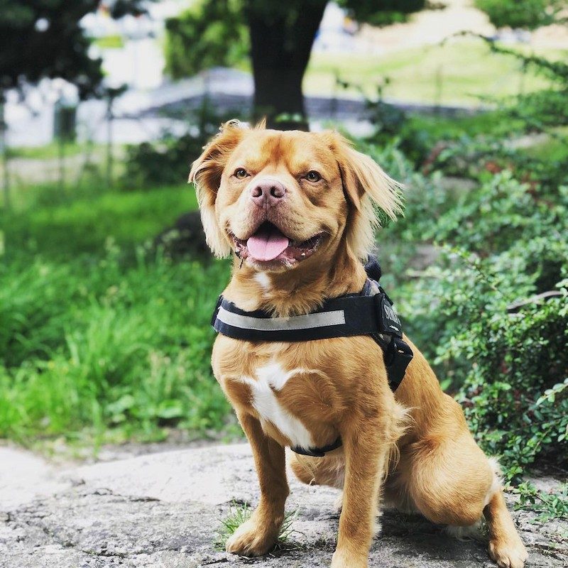 Anjing Golden Mix 15 Anjing Golden Mix