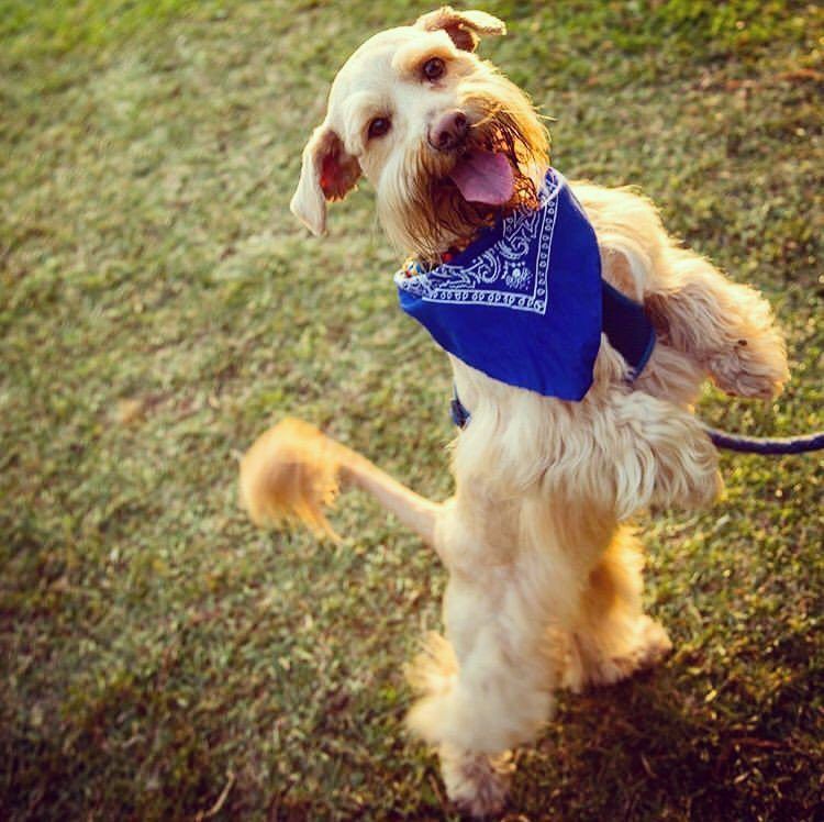 Anjing Golden Mix 24 Anjing Golden Mix