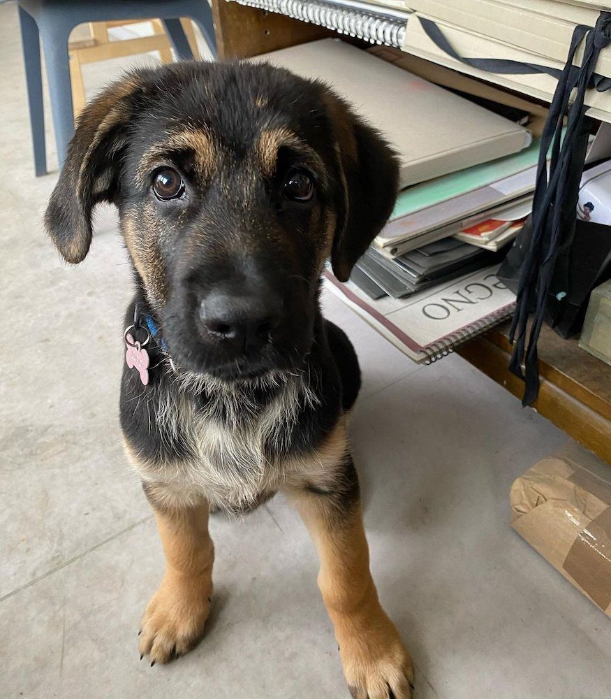 Anjing Golden Mix 7 Anjing Golden Mix