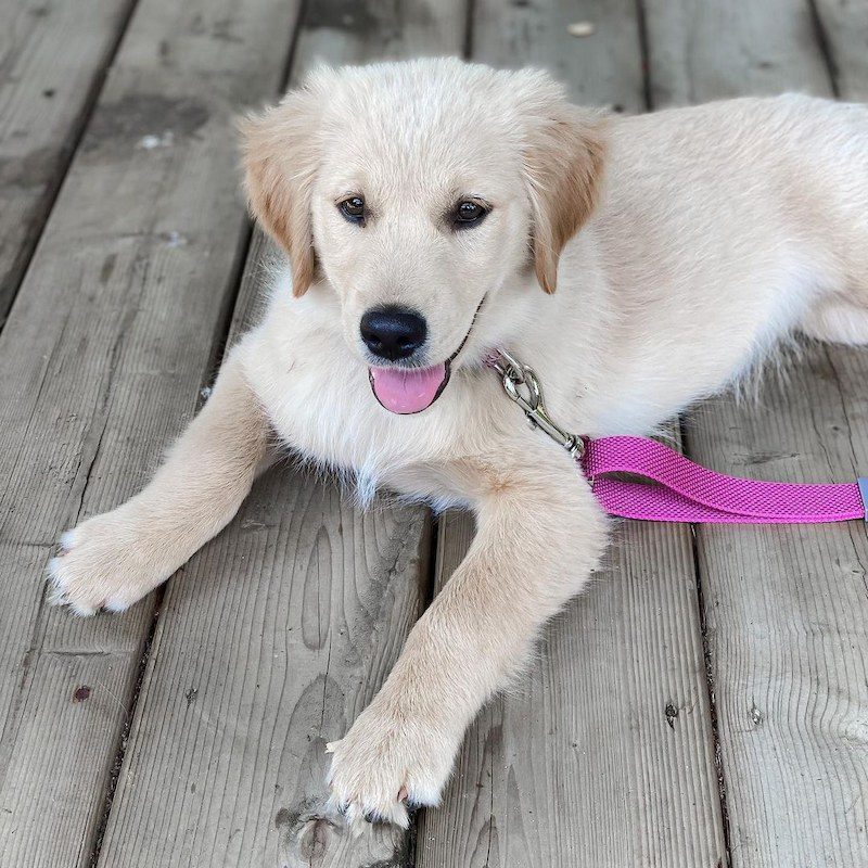 Anjing Golden Mix 13 Anjing Golden Mix