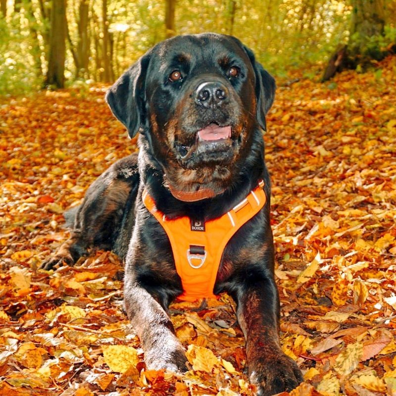 Anjing Golden Mix 23 Anjing Golden Mix