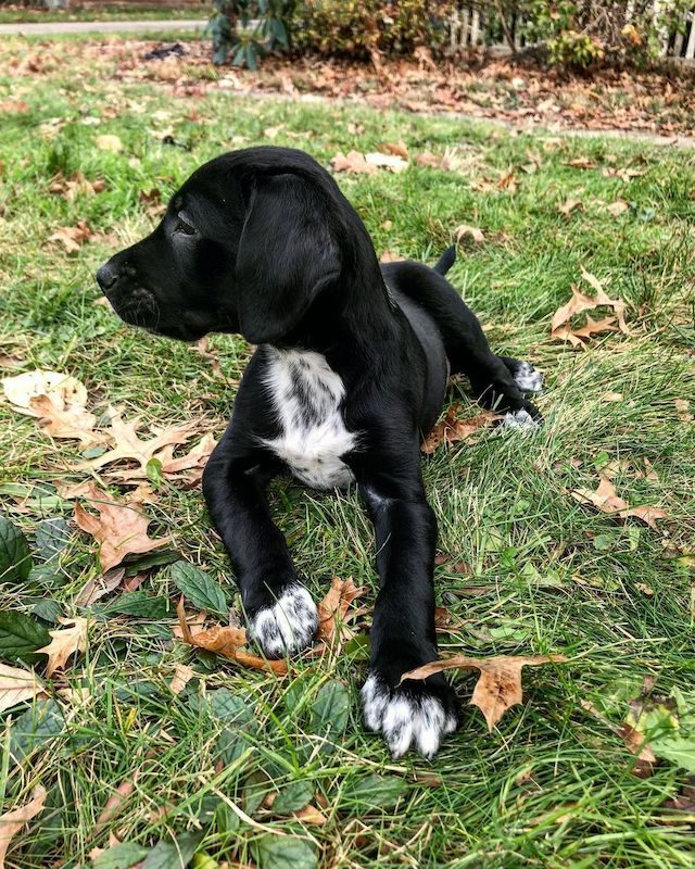 Anjing Golden Mix 6 Anjing Golden Mix