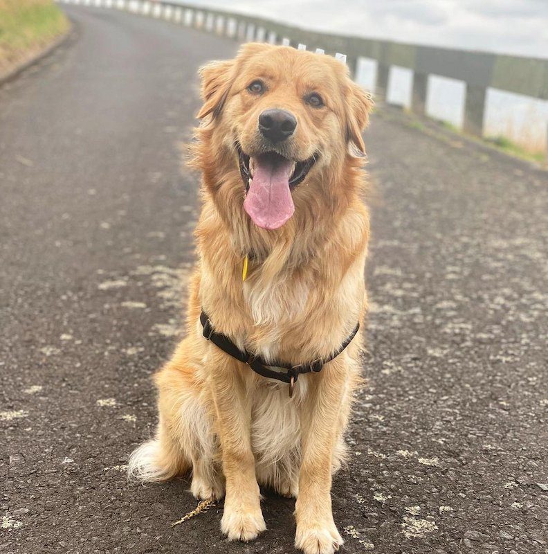 Anjing Golden Mix 17 Anjing Golden Mix