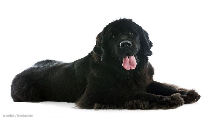 Anjing Newfoundland 2 Anjing Newfoundland