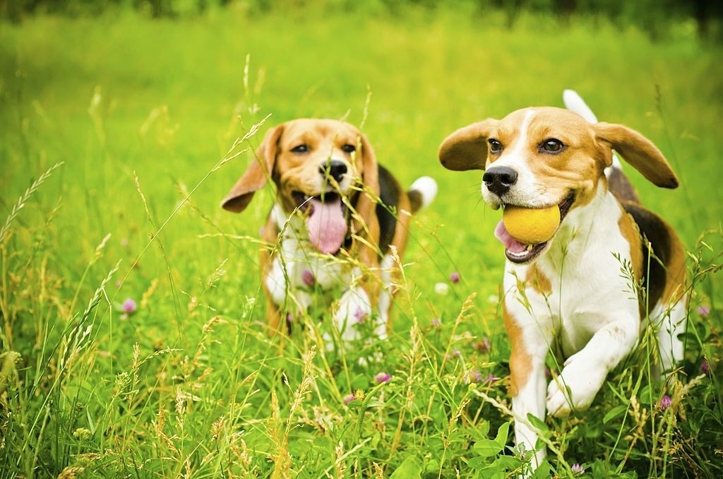 Anjing Beagle 3 Cara Merawat Anjing Beagle