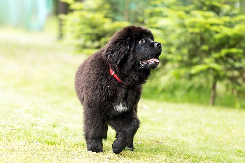 Anjing Newfoundland 3 Cara Merawat Anjing Newfoundland