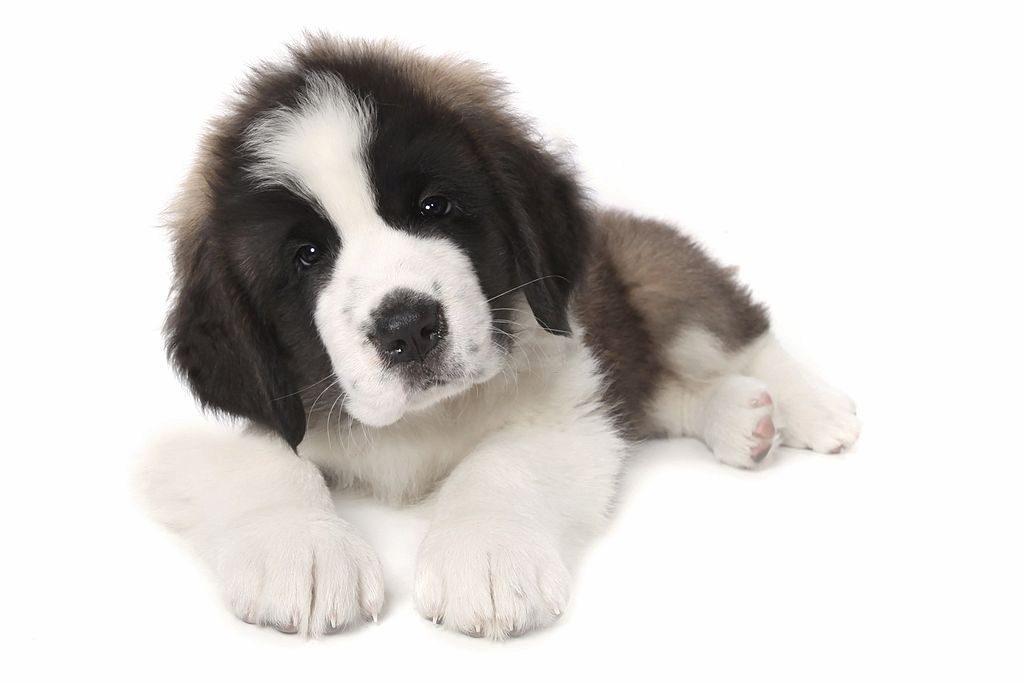 Anjing Saint Bernard 3 Cara Merawat Anjing Saint Bernard