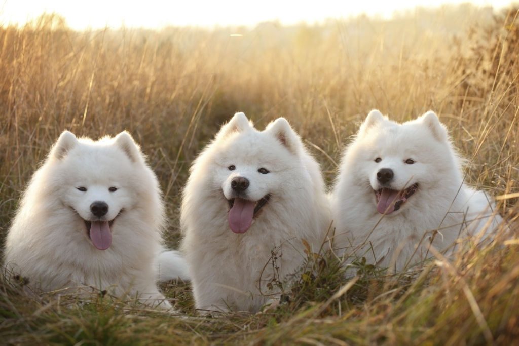 Anjing Samoyed 3 Cara Merawat Anjing Samoyed