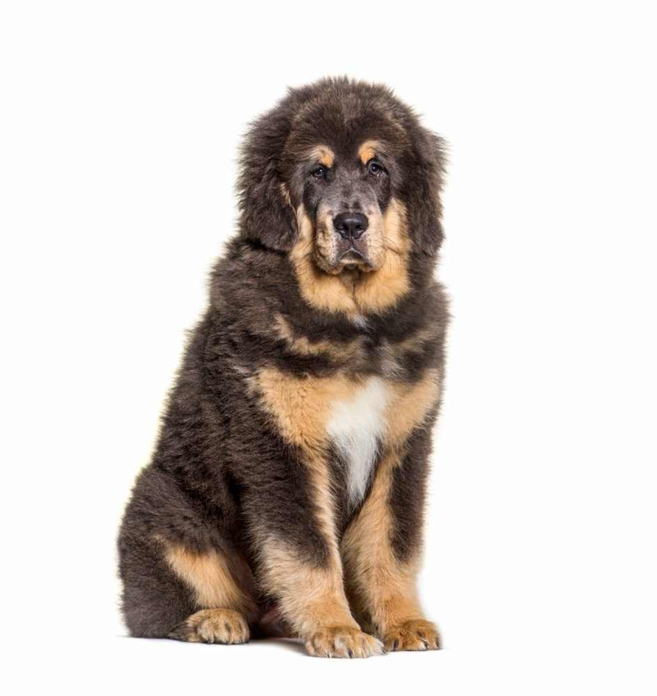 Anjing Tibetan Mastiff 3 Cara Merawat Anjing Tibetan Mastiff