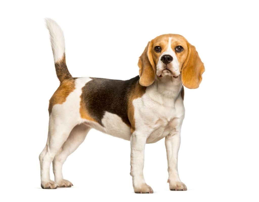 Anjing Beagle 2 Ciri-ciri Anjing Beagle