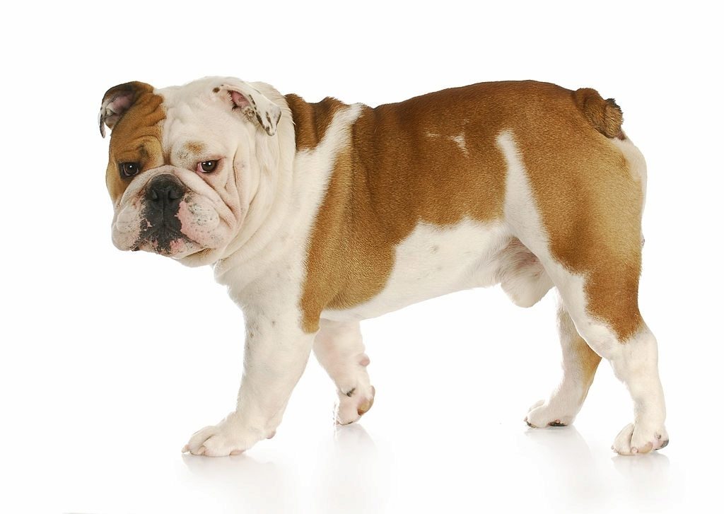 Anjing Bulldog 2 Ciri-ciri Anjing Bulldog