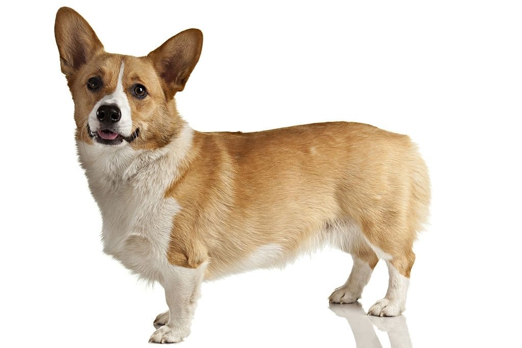 Anjing Corgi 2 Ciri-ciri Anjing Corgi
