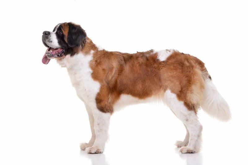 Anjing Saint Bernard 2 Ciri-ciri Anjing Saint Bernard