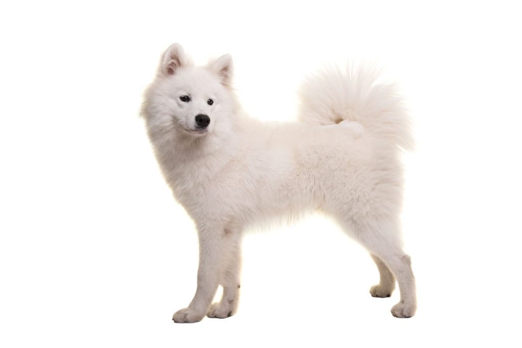 Anjing Samoyed 2 Ciri-ciri Anjing Samoyed
