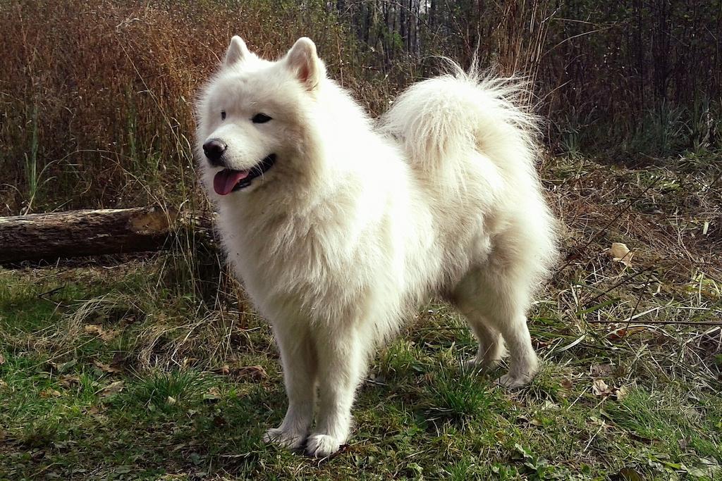 Anjing Samoyed 5 Anjing Samoyed