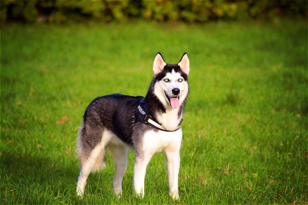 Anjing Siberian Husky 4 Anjing Siberian Husky