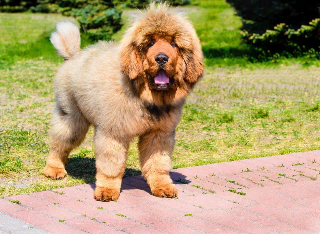 Anjing Tibetan Mastiff 4 Anjing Tibetan Mastiff