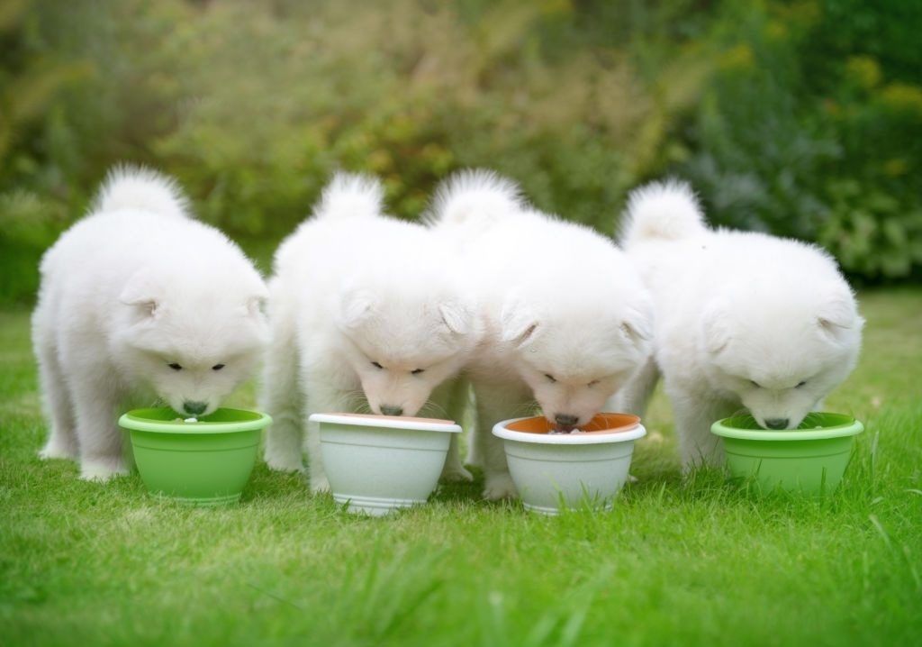 Anjing Samoyed 4 Makanan Anjing Samoyed