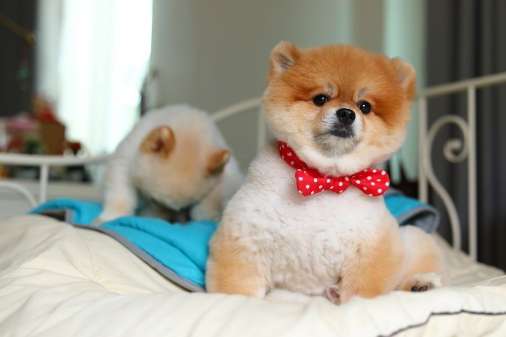 Anjing Pomeranian 4 Anjing Pomeranian