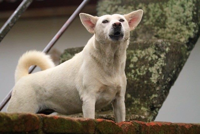 Anjing Kintamani 3 Cara Merawat Anjing Kintamani