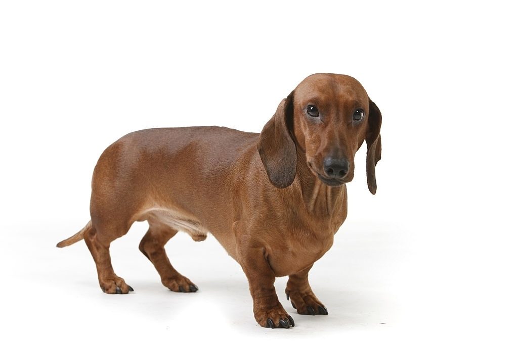 Anjing Dachshund 2 Ciri-ciri Anjing Dachshund