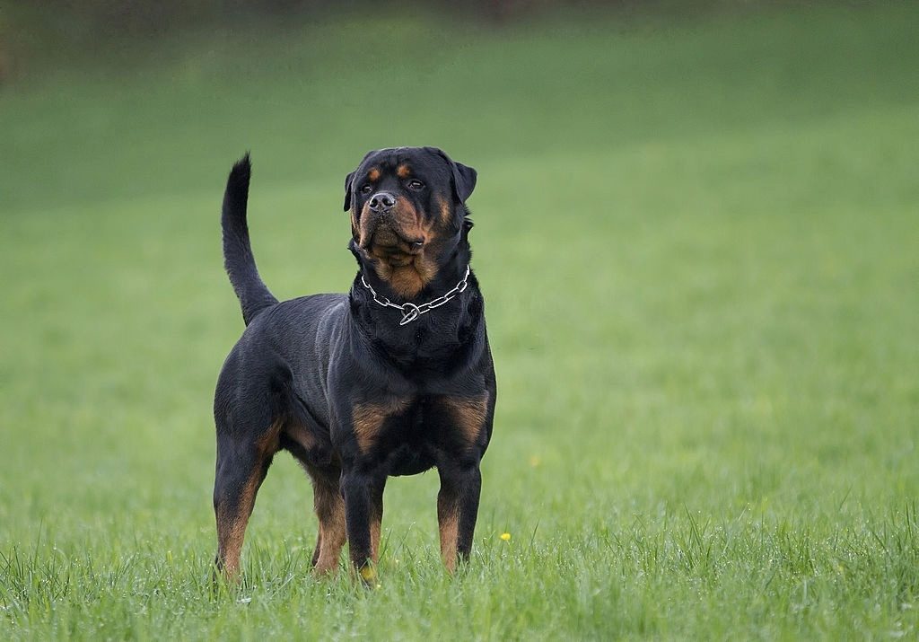 Anjing Rottweiler 2 Ciri-ciri Anjing Rottweiler