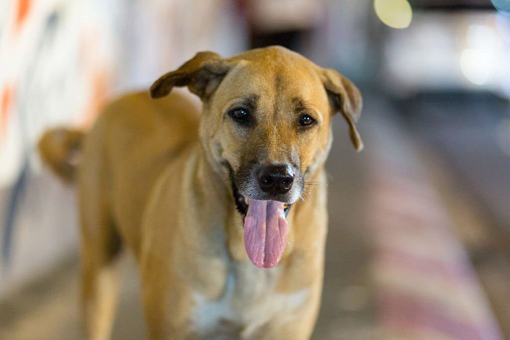 Anjing Kampung 3 Gambar Anjing Kampung