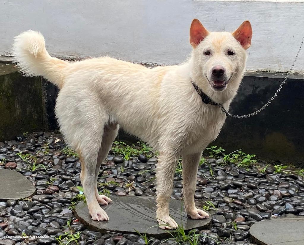 Anjing Kintamani 4 Harga Anjing Kintamani