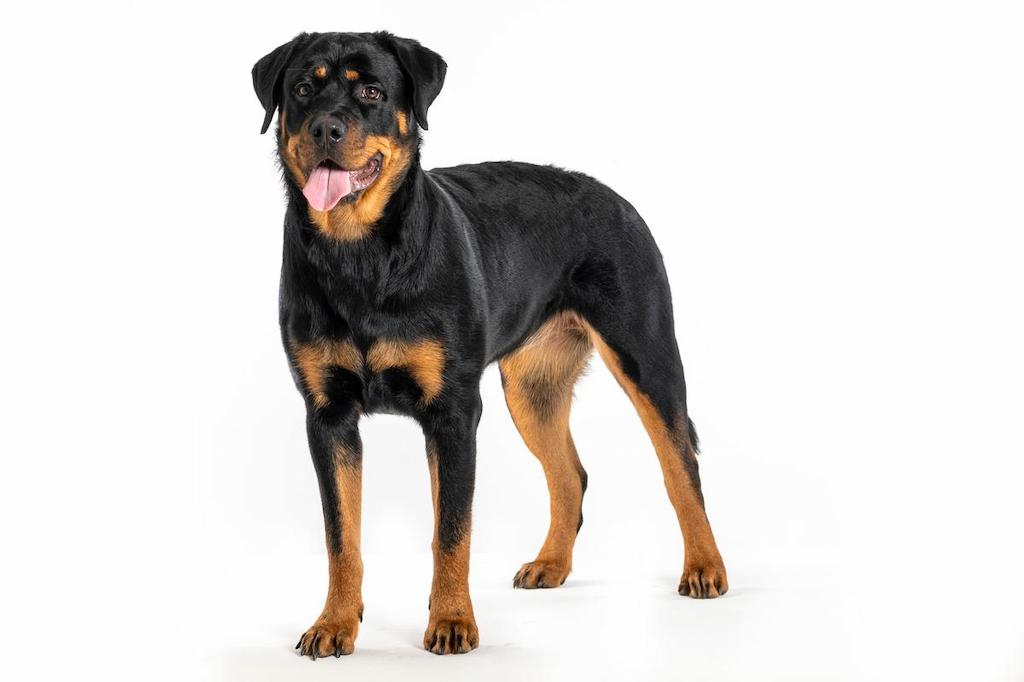 Anjing Rottweiler 1 Informasi Ras Anjing Rottweiler