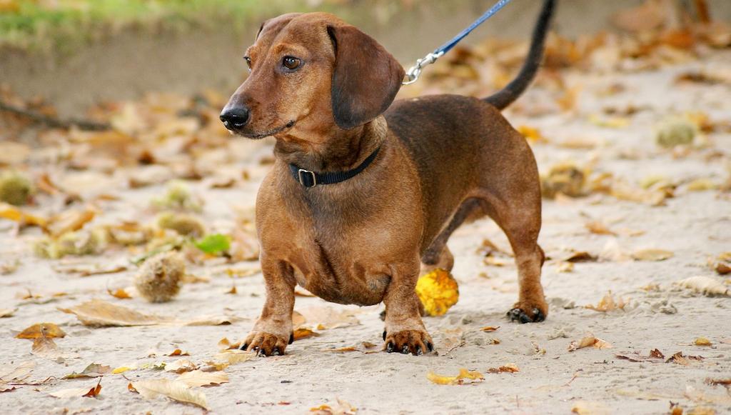 Anjing Dachshund 4 Anjing Dachshund