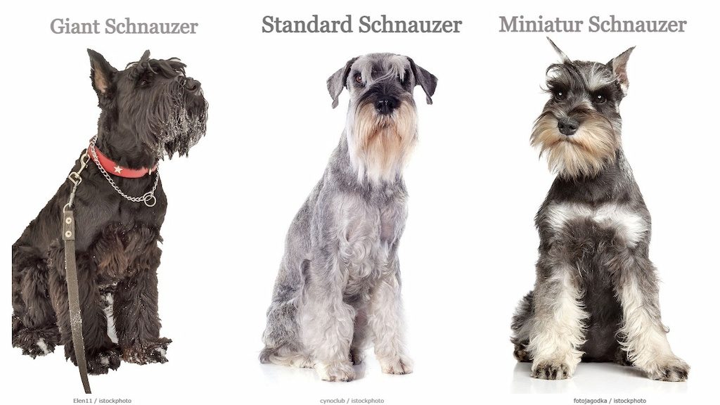 Anjing Schnauzer 3 Jenis Anjing Schnauzer