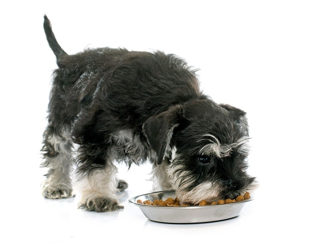 Anjing Schnauzer 4 Makanan Anjing Schnauzer
