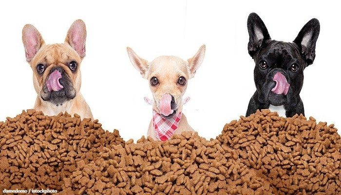 Rekomendasi Makanan Anjing Terbaik 1 Makanan Anjing Terbaik